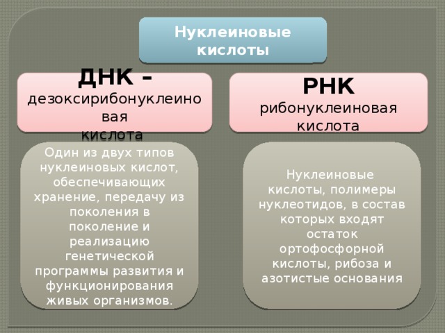 Презентация структура и функции нуклеиновых кислот 11 класс