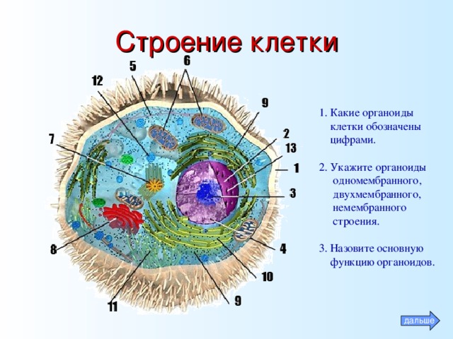 Органоиды клетки обозначенные цифрами. Какой органоид клетки обозначен цифрой 1. Строение клетки, клеточные органеллы. Строение органелл клетки. Строение органоидов клетки.