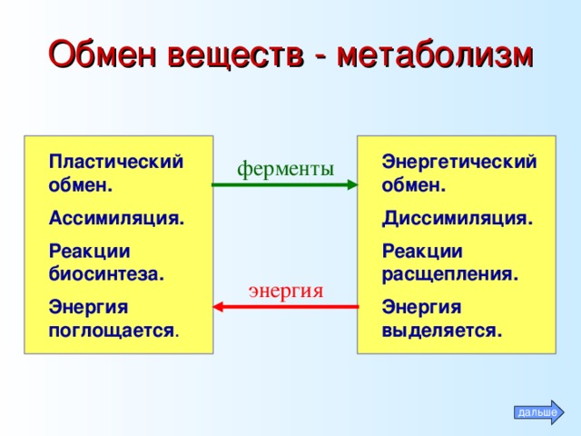 Обмен веществ энергетический и пластический схема