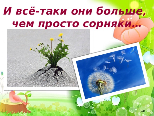 И всё-таки они больше, чем просто сорняки…