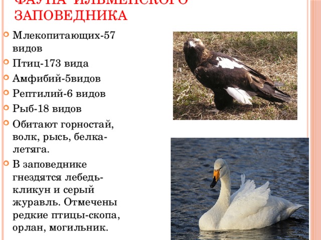 Презентация ильменский заповедник 5 класс