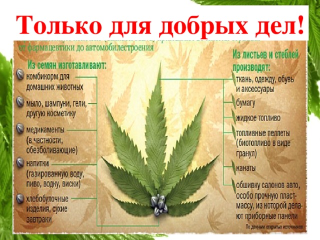 марихуана полезна для здоровья