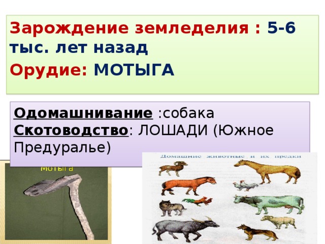 Зарождение земледелия : 5-6 тыс. лет назад Орудие: МОТЫГА  Одомашнивание :собака Скотоводство : ЛОШАДИ (Южное Предуралье) 