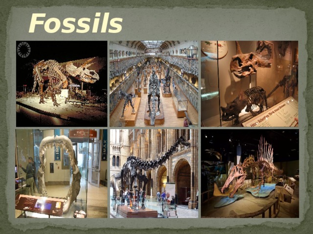  Fossils 