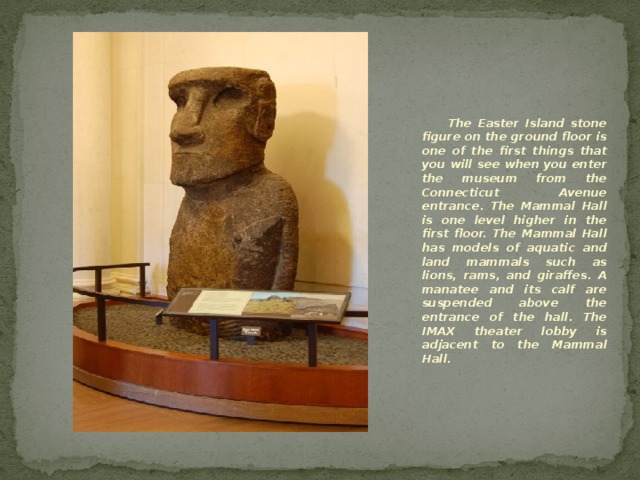 The Easter Island stone figure on the ground floor is one of the first things that you will see when you enter the museum from the Connecticut Avenue entrance. The Mammal Hall is one level higher in the first floor. The Mammal Hall has models of aquatic and land mammals such as lions, rams, and giraffes. A manatee and its calf are suspended above the entrance of the hall. The IMAX theater lobby is adjacent to the Mammal Hall. 