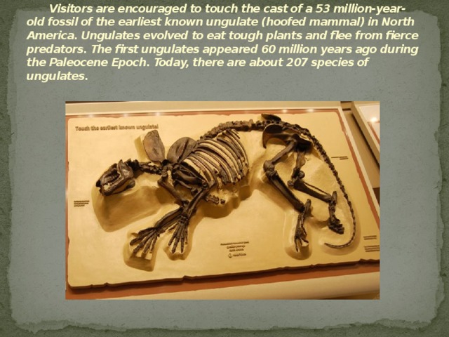 Visitors are encouraged to touch the cast of a 53 million-year-old fossil of the earliest known ungulate (hoofed mammal) in North America. Ungulates evolved to eat tough plants and flee from fierce predators. The first ungulates appeared 60 million years ago during the Paleocene Epoch. Today, there are about 207 species of ungulates.   