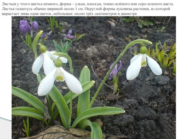 Листьев у этого цветка немного, форма – узкая, плоская, темно-зелёного или серо-зеленого цвета. Листья галантуса обычно шириной около 1 см. Округлой формы луковица растения, из которой вырастает лишь один цветок, небольшая: около трёх сантиметров в диаметре . 