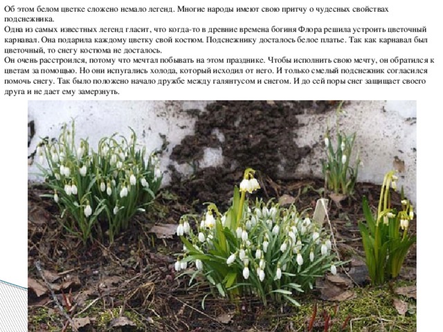 Об этом белом цветке сложено немало легенд. Многие народы имеют свою притчу о чудесных свойствах подснежника.   Одна из самых известных легенд гласит, что когда-то в древние времена богиня Флора решила устроить цветочный карнавал. Она подарила каждому цветку свой костюм. Подснежнику досталось белое платье. Так как карнавал был цветочный, то снегу костюма не досталось. Он очень расстроился, потому что мечтал побывать на этом празднике. Чтобы исполнить свою мечту, он обратился к цветам за помощью. Но они испугались холода, который исходил от него. И только смелый подснежник согласился помочь снегу. Так было положено начало дружбе между галянтусом и снегом. И до сей поры снег защищает своего друга и не дает ему замерзнуть. 