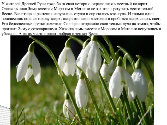 У жителей Древней Руси тоже была своя история, окрашенная в местный колорит. Однажды злая Зима вместе с Морозом и Метелью не захотели уступить место теплой Весне. Все птицы и растения испугались стужи и спрятались кто-куда. И только один подснежник поднял голову вверх, выпрямил свои листочки и пробился вверх сквозь снег. Его белоснежные цветки заметило Солнце и отправило свои теплые лучи на землю, чтобы прогнать Зиму с сотоварищами. Хозяйка зимы вместе с Морозом и Метелью испугались и убежали. А на их место пришла добрая и теплая Весна.   