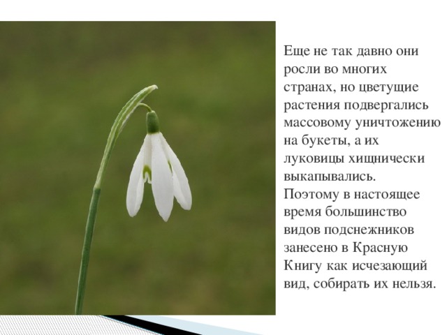 Еще не так давно они росли во многих странах, но цветущие растения подвергались массовому уничтожению на букеты, а их луковицы хищнически выкапывались.   Поэтому в настоящее время большинство видов подснежников занесено в Красную Книгу как исчезающий вид, собирать их нельзя. 