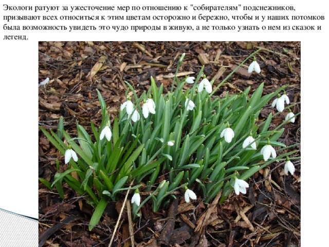 Экологи ратуют за ужесточение мер по отношению к 