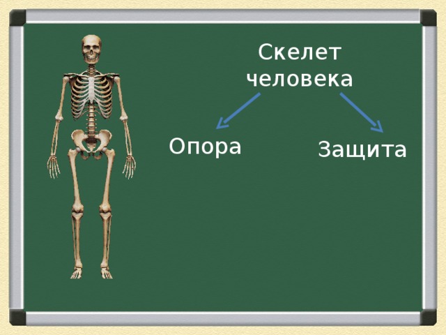 Опора тела презентация 3 класс