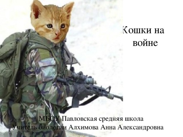  Кошки на войне  МБОУ Павловская средняя школа Учитель биологии Алхимова Анна Александровна 