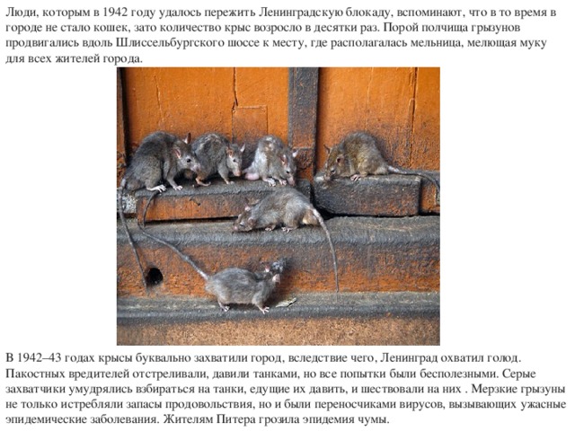 Крысы в блокадном ленинграде фото