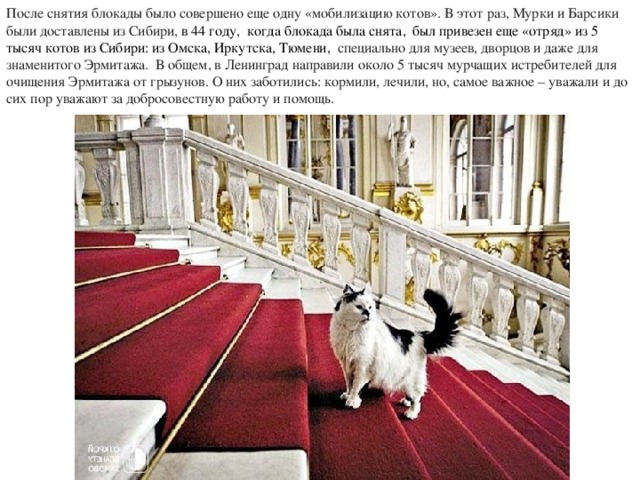 После снятия блокады было совершено еще одну «мобилизацию котов». В этот раз, Мурки и Барсики были доставлены из Сибири, в 44 году,  когда блокада была снята, был привезен еще «отряд» из 5 тысяч котов из Сибири: из Омска, Иркутска, Тюмени, специально для музеев, дворцов и даже для знаменитого Эрмитажа. В общем, в Ленинград направили около 5 тысяч мурчащих истребителей для очищения Эрмитажа от грызунов. О них заботились: кормили, лечили, но, самое важное – уважали и до сих пор уважают за добросовестную работу и помощь. 