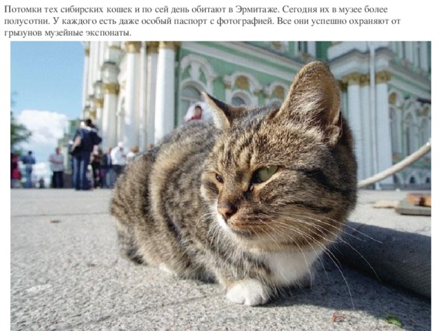 Потомки тех сибирских кошек и по сей день обитают в Эрмитаже. Сегодня их в музее более полусотни. У каждого есть даже особый паспорт с фотографией. Все они успешно охраняют от грызунов музейные экспонаты. 