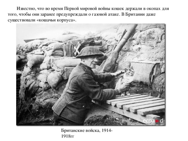        Известно, что во время Первой мировой войны кошек держали в окопах для того, чтобы они заранее предупреждали о газовой атаке. В Британии даже существовали «кошачьи корпуса». Британские войска, 1914-1918гг  