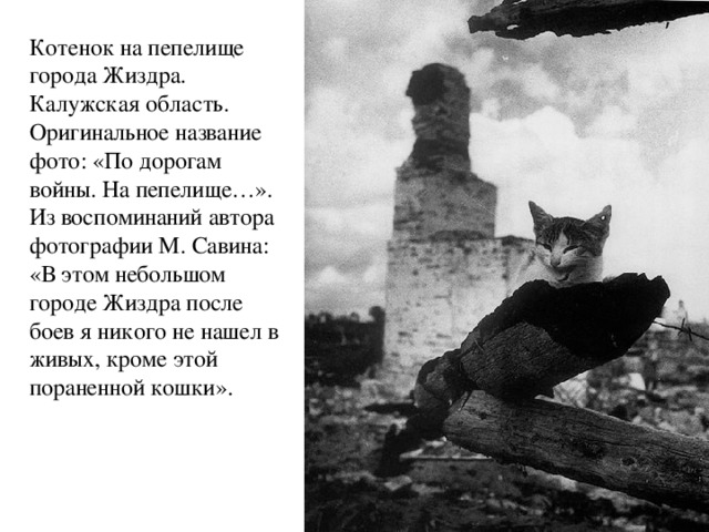 Котенок на пепелище города Жиздра. Калужская область. Оригинальное название фото: «По дорогам войны. На пепелище…». Из воспоминаний автора фотографии М. Савина: «В этом небольшом городе Жиздра после боев я никого не нашел в живых, кроме этой пораненной кошки».    