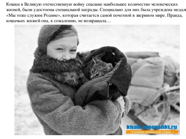 Кошки в Великую отечественную войну спасшие наибольшее количество человеческих жизней, были удостоены специальной награды. Специально для них была учреждена медаль «Мы тоже служим Родине», которая считается самой почетной в зверином мире. Правда, кошачьих жизней она, к сожалению, не возвращала…   