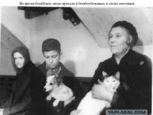 Во время бомбёжек люди прятали в бомбоубежищах и своих питомцев 
