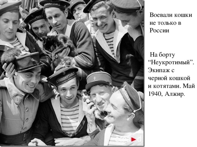Воевали кошки не только в России  На борту “Неукротимый”. Экипаж с черной кошкой и котятами. Май 1940, Алжир . 