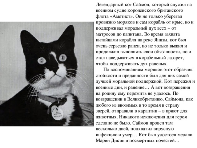 Легендарный кот Саймон, который служил на военном судне королевского британского флота «Аметист». Он не только уберегал провизию моряков и сам корабль от крыс, но и поддерживал моральный дух всех – от матросов до капитана. Во время захвата китайцами корабля на реке Янцзы, кот был очень серьезно ранен, но не только выжил и продолжил выполнять свои обязанности, но и стал наведываться в корабельный лазарет, чтобы поддерживать дух раненых.         По воспоминаниям моряков этот образчик стойкости и преданности был для них самой лучшей моральной поддержкой. Кот пережил и военные дни, и ранение… А вот возвращения на родину ему пережить не удалось. По возвращении в Великобританию, Саймона, как любого из ввозимых в то время в страну зверей, отправили в карантин – в приют для животных. Никакого исключения для героя сделано не было. Саймон провел там несколько дней, подхватил вирусную инфекцию и умер… Кот был удостоен медали Марии Дикин и посмертных почестей…    