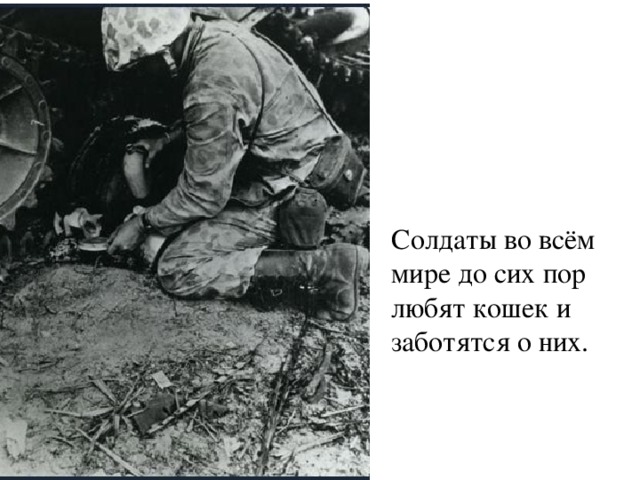 Солдаты во всём мире до сих пор любят кошек и заботятся о них. 