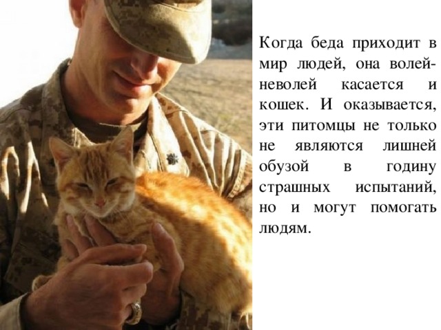 Когда беда приходит в мир людей, она волей-неволей касается и кошек. И оказывается, эти питомцы не только не являются лишней обузой в годину страшных испытаний, но и могут помогать людям. 