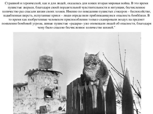 Страшной и героической, как и для людей, оказалась для кошек вторая мировая война. В это время пушистые зверьки, благодаря своей поразительной чувствительности и интуиции, бесчисленное количество раз спасали жизни своих хозяев. Именно по поведению пушистых сэнсеров – беспокойство, вздыбленная шерсть, испуганные крики – люди определяли приближающуюся опасность бомбёжки. В то время как изобретенные человеком приспособления только сканировали воздух на предмет появления бомбовой угрозы, живые пушистые «радары» уже оповещали людей об опасности, благодаря чему было спасено бесчисленное количество жизней.