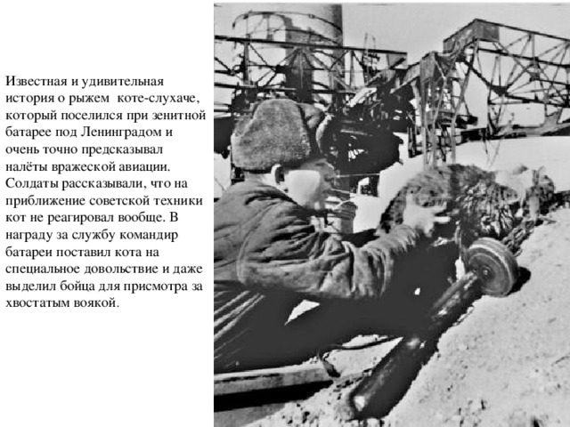 Известная и удивительная история о рыжем коте-слухаче, который поселился при зенитной батарее под Ленинградом и очень точно предсказывал налёты вражеской авиации. Солдаты рассказывали, что на приближение советской техники кот не реагировал вообще. В награду за службу командир батареи поставил кота на специальное довольствие и даже выделил бойца для присмотра за хвостатым воякой . 
