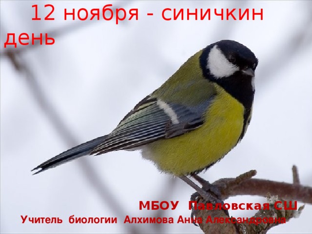  Кочующие птицы   12 ноября - синичкин день  МБОУ Павловская СШ  Учитель биологии Алхимова Анна Александровна  