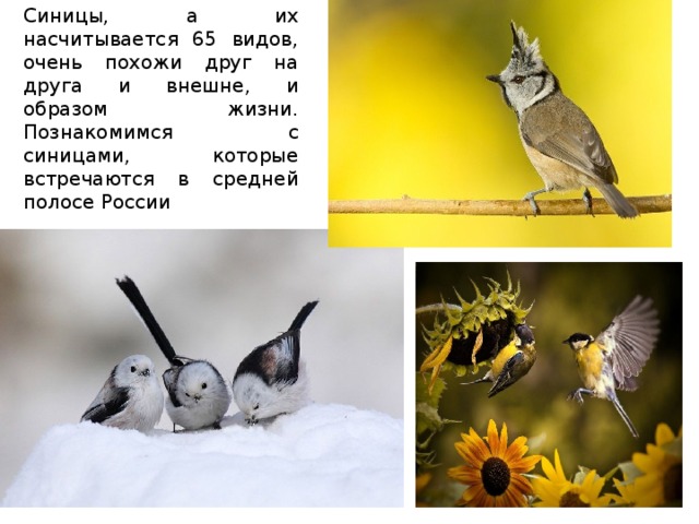 Синицы, а их насчитывается 65 видов, очень похожи друг на друга и внешне, и образом жизни. Познакомимся с синицами, которые встречаются в средней полосе России 