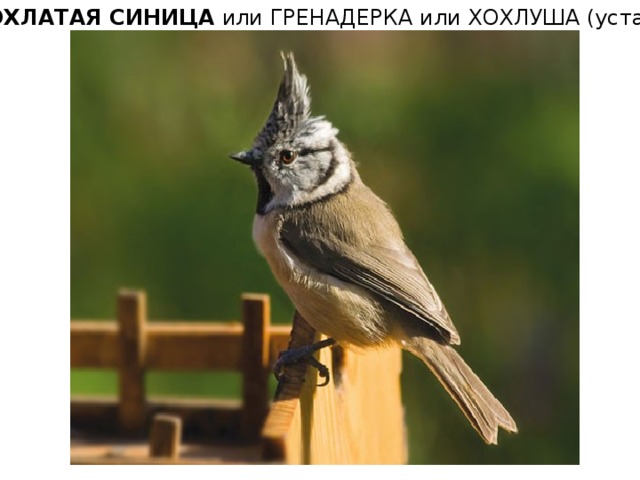 ХОХЛАТАЯ СИНИЦА   или ГРЕНАДЕРКА или ХОХЛУША (устар.) 