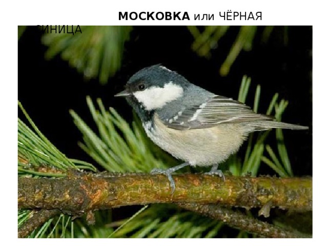  МОСКОВКА  или ЧЁРНАЯ СИНИЦА 