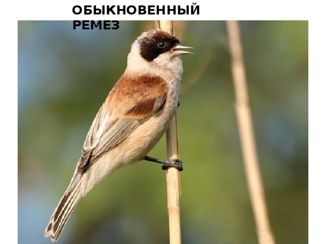 ОБЫКНОВЕННЫЙ РЕМЕЗ   