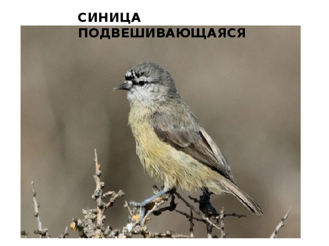 СИНИЦА ПОДВЕШИВАЮЩАЯСЯ   