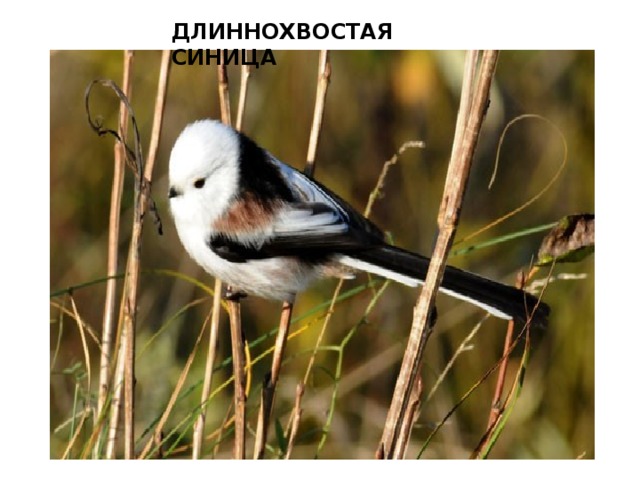 ДЛИННОХВОСТАЯ СИНИЦА   