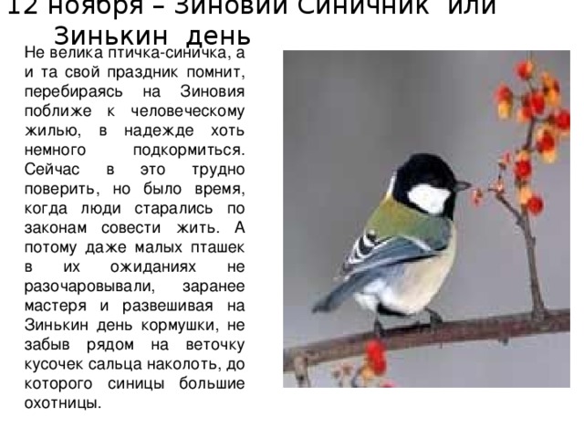 12 ноября – Зиновий Синичник или Зинькин день Не велика птичка-синичка, а и та свой праздник помнит, перебираясь на Зиновия поближе к человеческому жилью, в надежде хоть немного подкормиться. Сейчас в это трудно поверить, но было время, когда люди старались по законам совести жить. А потому даже малых пташек в их ожиданиях не разочаровывали, заранее мастеря и развешивая на Зинькин день кормушки, не забыв рядом на веточку кусочек сальца наколоть, до которого синицы большие охотницы. 