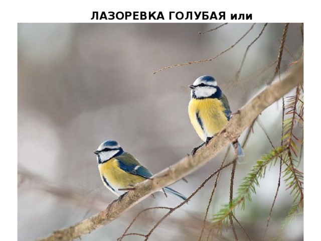  ЛАЗОРЕВКА ГОЛУБАЯ или ЗЕЛЁНАЯ 