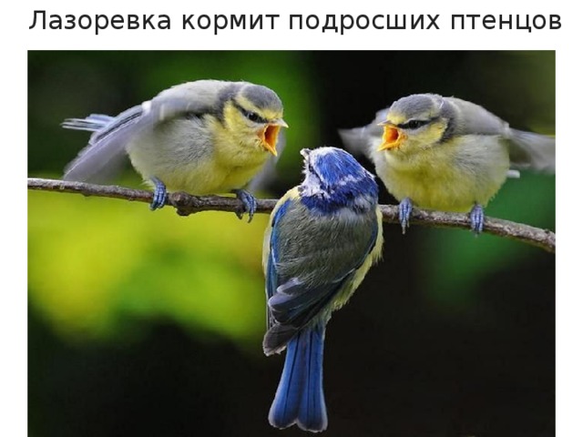  Лазоревка кормит подросших птенцов 