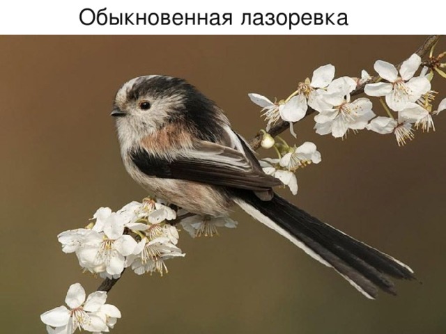  Обыкновенная лазоревка 