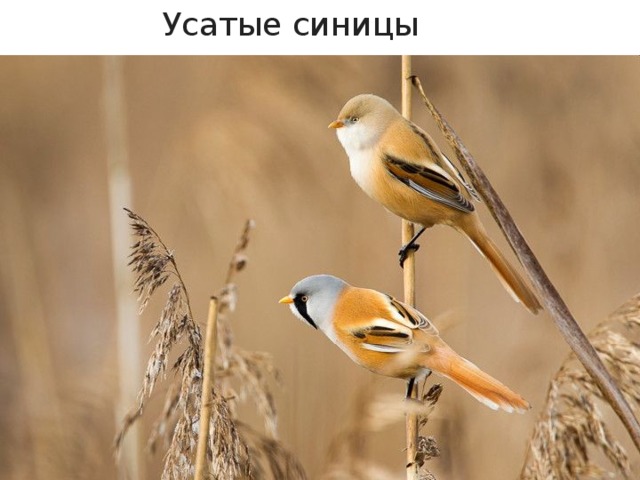  Усатые синицы 