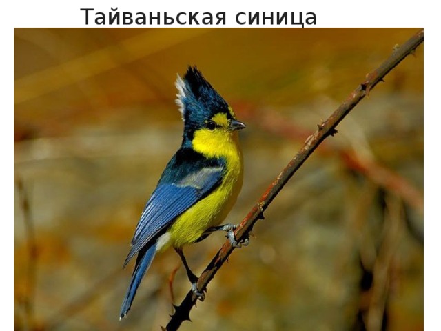 Тайваньская синица 