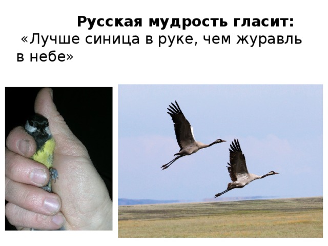  Русская мудрость гласит:  «Лучше синица в руке, чем журавль в небе» 