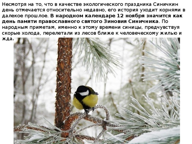 Несмотря на то, что в качестве экологического праздника Синичкин день отмечается относительно недавно, его история уходит корнями в далекое прошлое.  В народном календаре 12 ноября значится как день памяти православного святого Зиновия Синичника . По народным приметам, именно к этому времени синицы, предчувствуя скорые холода, перелетали из лесов ближе к человеческому жилью и ждали помощи от людей.   