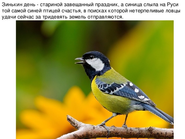 Зинькин день - стариной завещанный праздник, а синица слыла на Руси той самой синей птицей счастья, в поисках которой нетерпеливые ловцы удачи сейчас за тридевять земель отправляются. 
