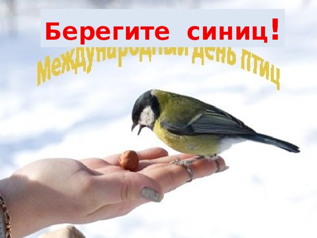 Берегите синиц !  
