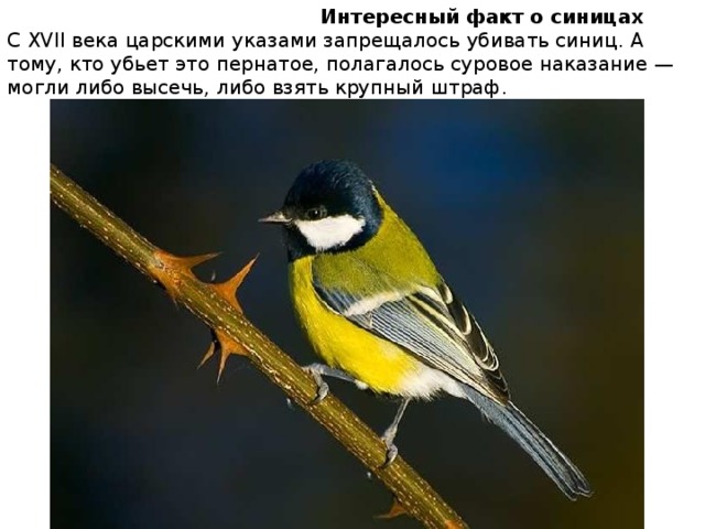  Интересный факт о синицах  С XVII века царскими указами запрещалось убивать синиц. А тому, кто убьет это пернатое, полагалось суровое наказание — могли либо высечь, либо взять крупный штраф. 