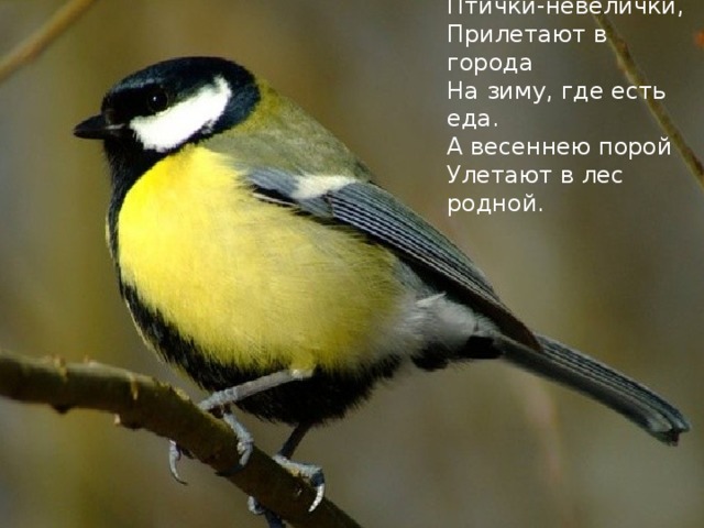 Весёлые птички, Птички-невелички, Прилетают в города На зиму, где есть еда. А весеннею порой Улетают в лес родной. 