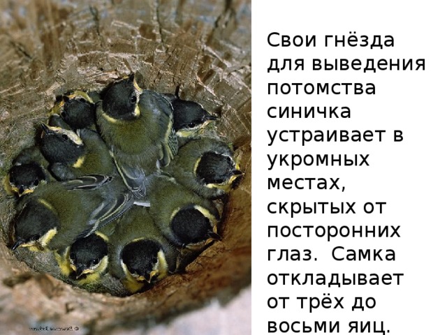 Свои гнёзда для выведения потомства синичка устраивает в укромных местах, скрытых от посторонних глаз. Самка откладывает от трёх до восьми яиц. 